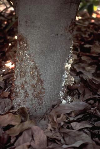 An avocado trunk with Phytophthora trunk canker and crown rot, <i>Phytophthora mengei</i> =<i>Phytophthora citricola</i>.