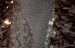 Beads of sap on tree trunk