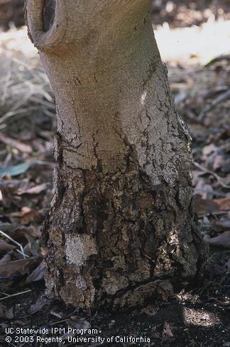 Old avocado tree with cracked, flaking bark from Phytophthora trunk canker and crown rot, caused by <I>Phytophthora mengei (= Phytophthora citricola).</I>.