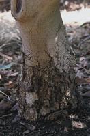 Phytophthora canker and collar rot