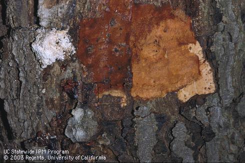 Orange and brown lesion on the wood and white exudate on the bark of an old avocado trunk with Phytophthora canker and collar rot caused by <I>Phytophthora citricola.</I>.