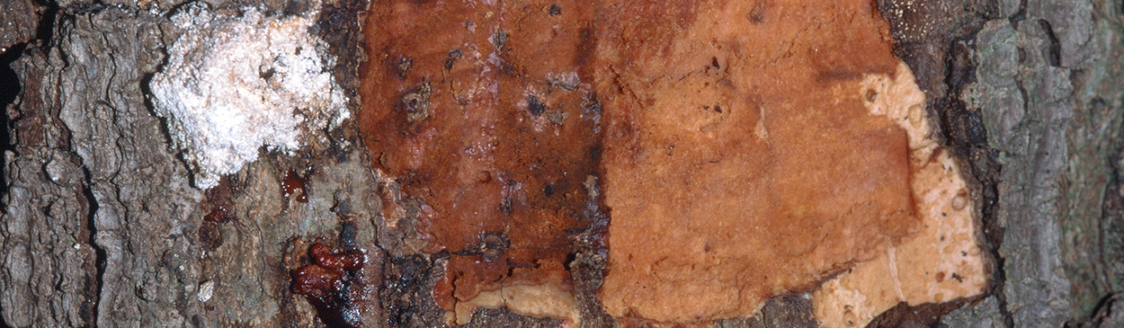 Orange and brown lesion on the wood and white exudate on the bark of an old avocado trunk with Phytophthora canker and collar rot caused by Phytophthora citricola.