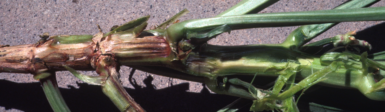 Blackeye bean stem tissue dries out, becomes sunken, and turns tan to brown in color when infected with Pythium sp. High temperatures combined with standing irrigation water are favorable conditions for this disease.