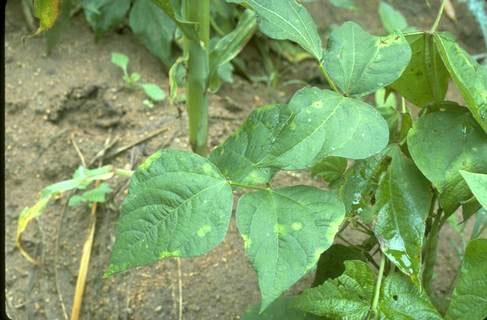 Foliage symptoms halo blight.