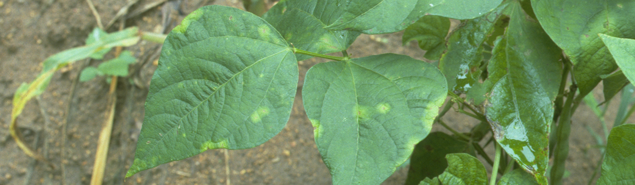 Halo blight symptoms on bean leaves.