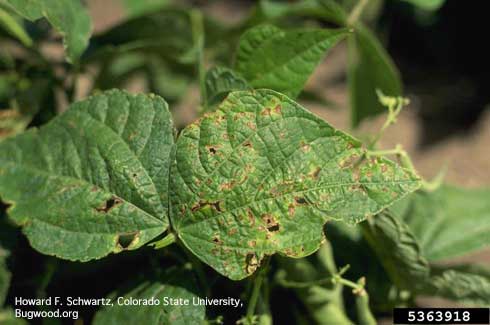 Early shot-hole lesions on leaves of dry beans due to bacterial brown spot, <i>Pseudomonas syringae</i> pv. <i>syringae.</i>.