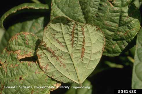 Water soaking and necrosis on bean leaves, due to bacterial brown spot caused by <i>Pseudomonas syringae</i> pv. <i>syringae</i>.