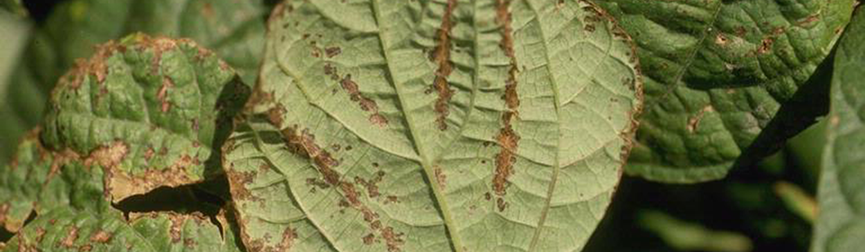 Water soaking and necrosis on bean leaves, due to bacterial brown spot caused by Pseudomonas syringae pv. syringae.