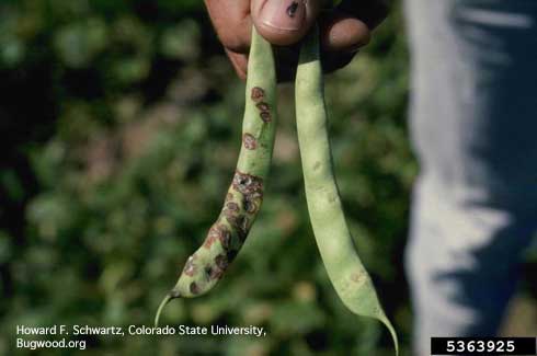 Lesions on the pods of dry beans due to bacterial brown spot, <i>Pseudomonas syringae</i> pv. <i>syringae.</i>.