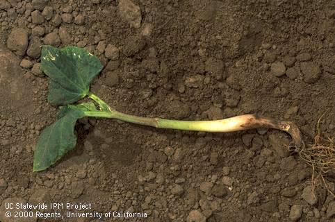 Bean seedling infected with Pythium. 