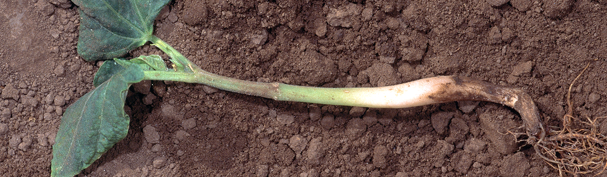 Bean seedling infected with Pythium.