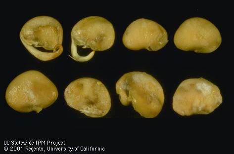 Bean seeds rotting from Pythium rot infestation.