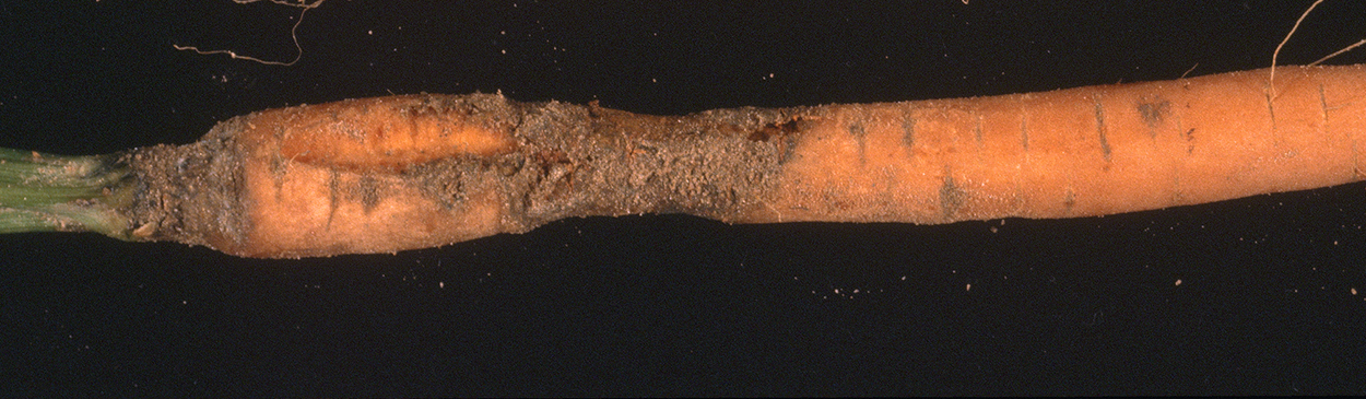 Dark, soft decay on carrot roots with bacterial soft rot, Pectobacterium (=Erwinia) carotovorum ssp. carotovorum.