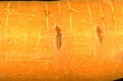 Tap root lesions caused by cavity spot of carrot roots.