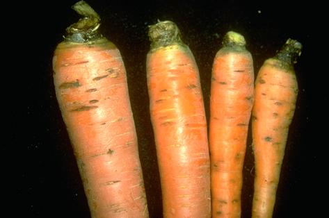 Tap root lesions caused by cavity spot of carrot roots.