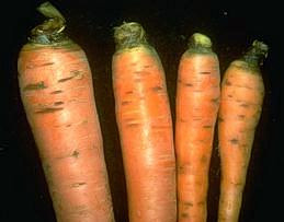 Cavity spot on carrots