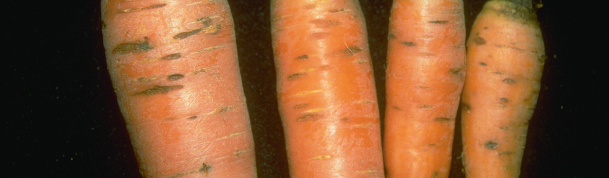 Cavity spot-induced, irregularly shaped lesions across mature carrot tap roots.