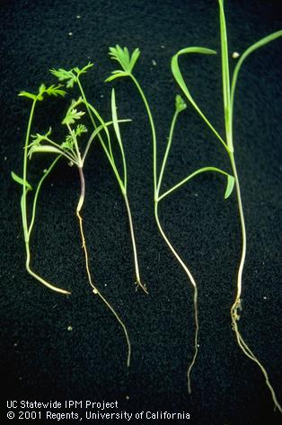 Carrot leaf tips discolored by Alternaria dauci.