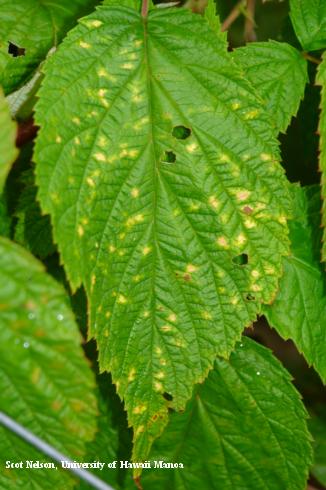 Yellow lesions on a red raspberry leaflet with late rust, <i>Pucciniastrum americanum</i>.