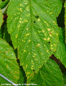  
Yellow spots on the upper surface of a red raspberry leaf with late leaf rust.