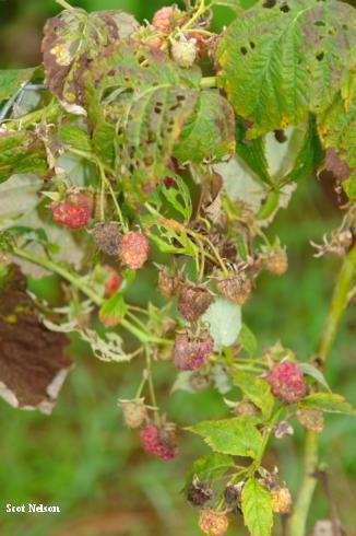 Red raspberry fruit that is decaying because it became infected with late leaf rust, <i>Pucciniastrum americanum</i>.