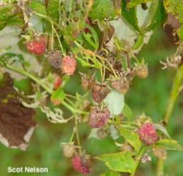 Red raspberry fruit that has ripened unevenly and is decaying because of late leaf rust.