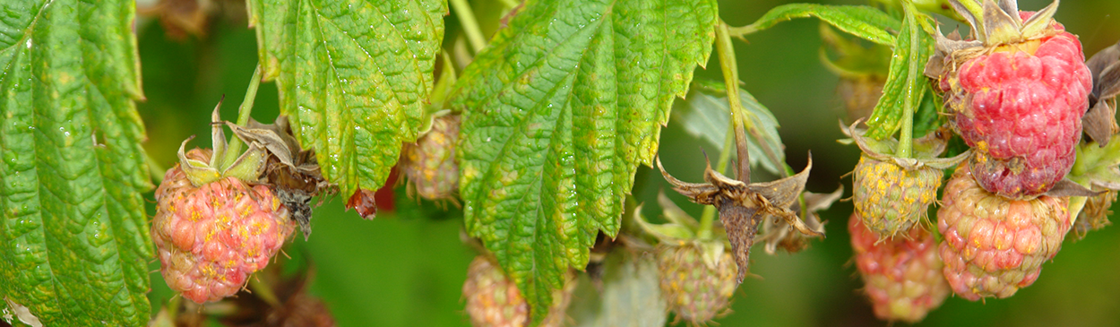 Rust spots on leaves and fruit of raspberry infected with late leaf rust, Pucciniastrum americanum.