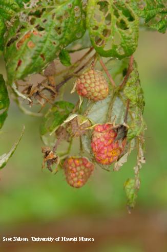 Uneven ripening of red raspberry druplets due to infection with late rust, <i>Pucciniastrum americanum</i>.