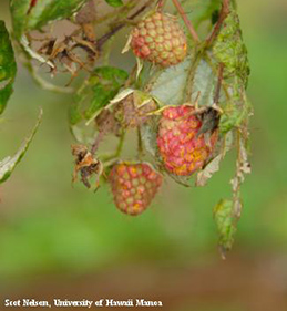 Uneven ripening of drupelets caused by late leaf rust.