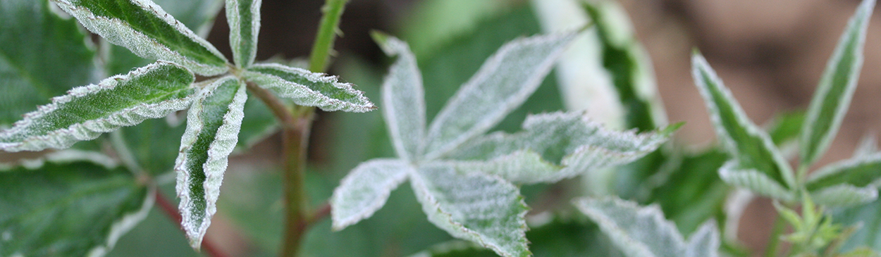 Blackberry foliage infected with powdery mildew, caused by Podosphaera macularis.