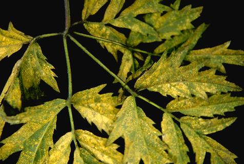 Yellow rust pustules on cutleaf blackberry leaves.