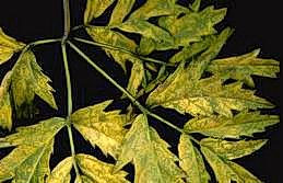 Yellow rust on raspberry leaves