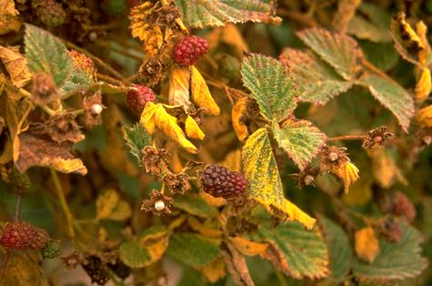 Red raspberry foliage yellowed by yellow rust, <i>Phragmidium rubi-idaei</i>.