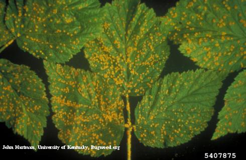 Orangish yellow pustules (aecia) of yellow rust. Credit: John Hartman, University of Kentucky, Bugwood.orgLicensed under a Creative Commons Attribution-Noncommercial 3.0 License Pustules of orangish yellow rust on the upper side of red raspberry leaves. Credit: John Hartman, University of Kentucky, Bugwood.orgLicensed under a Creative Commons Attribution-Noncommercial 3.0 License