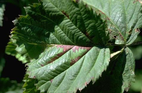 Reddish brown lesion of downy mildew, <i>Peronospora sparsa</i>, along the main vein of a boysenberry leaf.