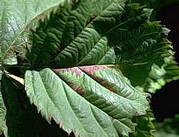 Reddish brown lesion of downy mildew.