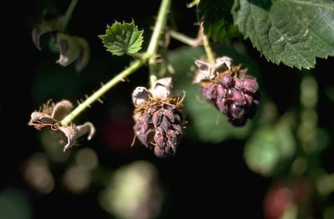 Dry, cracked boysenberry fruit due to infection with downy mildew, <i>Peronospora sparsa</i>.