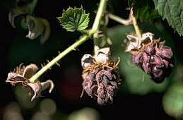 Dry, cracked boysenberry fruit due to downy mildew.