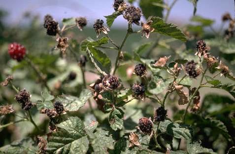 Dry, shriveled boysenberry fruit due to infection with downy mildew, <i>Peronospora sparsa</i>.