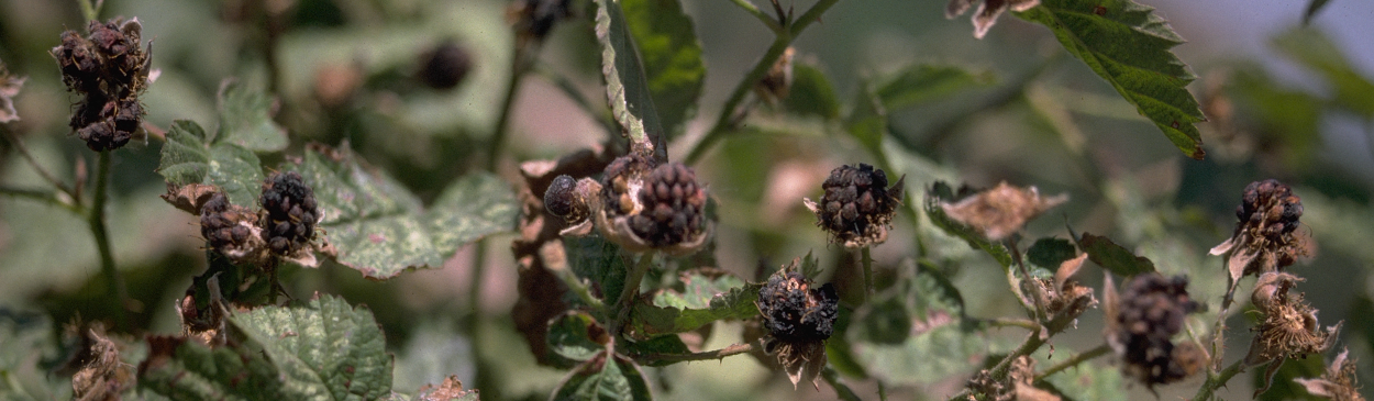 Fruit symptoms (dryberry) of downy mildew on boysenberry.