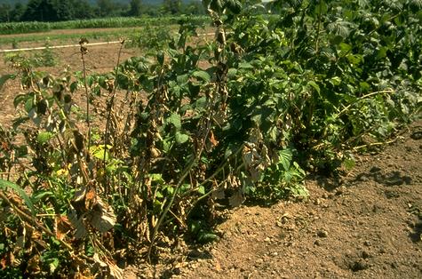 Caneberries wilted due to Phytophthora root rot.