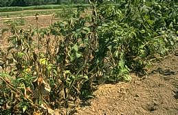 Stunting and discoloration of caneberries