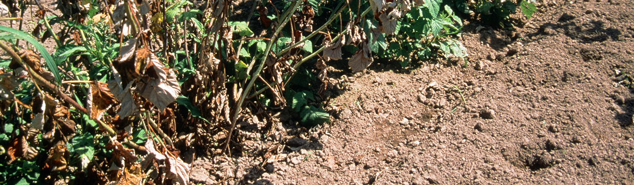 Caneberries wilted due to Phytophthora root rot.