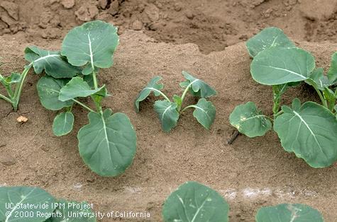 Plant affected by clubroot.