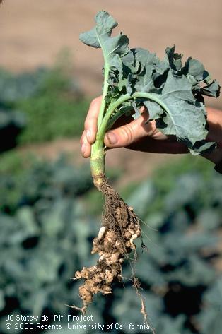 Root damaged by clubroot.