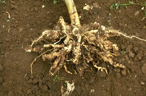 Root damaged by clubroot.