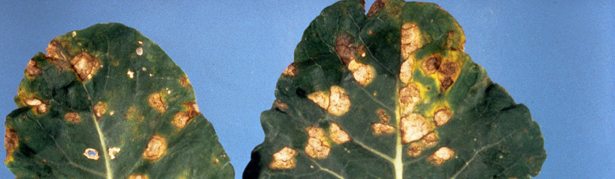 White spot infected leaves have white to light colored spots scattered over the surface.