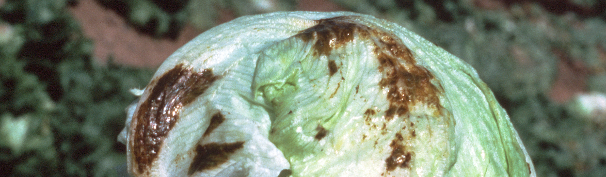 Lettuce heads with varnish spot develop shiny dark lesions.
