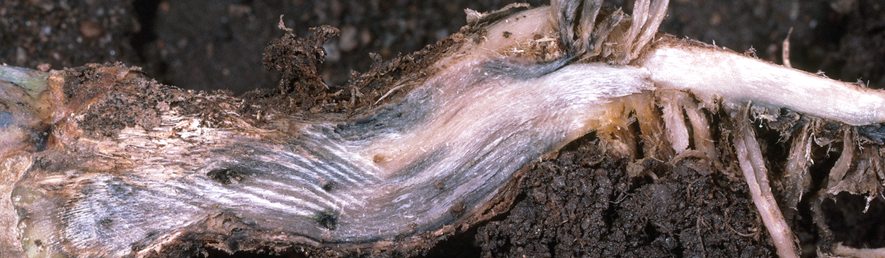 Black leg infections cause a blackening of the xylem.
