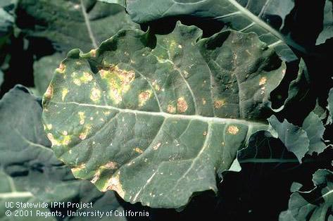 Foliage damaged by downy mildew.